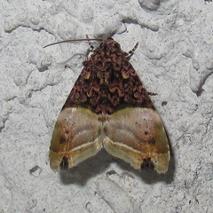 Lithacodia editha