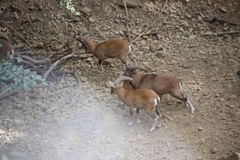 Ovis gmelini ophion