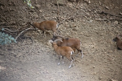 Ovis gmelini ophion