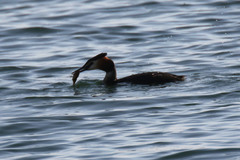 Gasterosteus aculeatus aculeatus