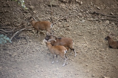 Ovis gmelini ophion