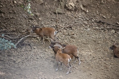 Ovis gmelini ophion