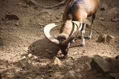 Ovis gmelini ophion