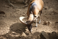 Ovis gmelini ophion