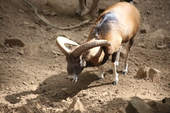 Ovis gmelini ophion