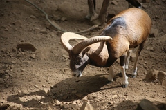 Ovis gmelini ophion