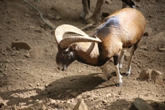 Ovis gmelini ophion
