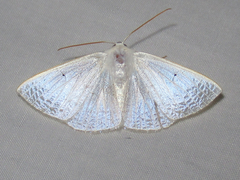 Lomographa argentata