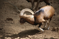Ovis gmelini ophion