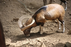 Ovis gmelini ophion