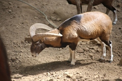 Ovis gmelini ophion