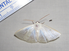 Lomographa argentata