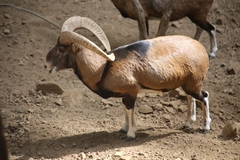 Ovis gmelini ophion