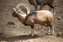 Ovis gmelini ophion