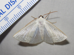Lomographa argentata