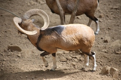 Ovis gmelini ophion