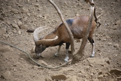 Ovis gmelini ophion