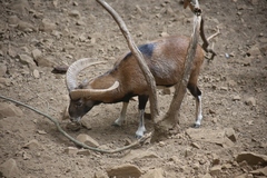 Ovis gmelini ophion
