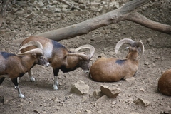 Ovis gmelini ophion