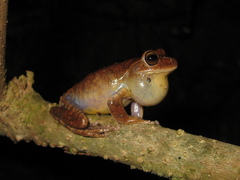 Bokermannohyla nanuzae