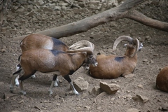 Ovis gmelini ophion