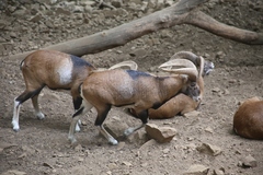 Ovis gmelini ophion