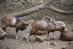 Ovis gmelini ophion