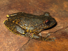 Ledge Treefrog photo 4