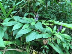 Monnina parasylvatica