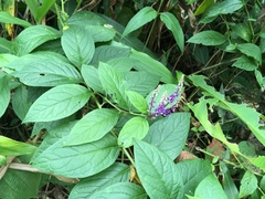 Monnina parasylvatica