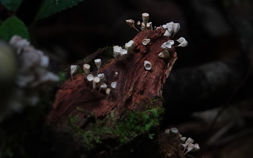 Gymnopus montagnei