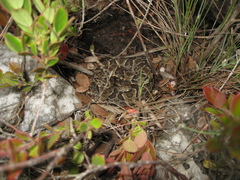 Bothrops neuwiedi
