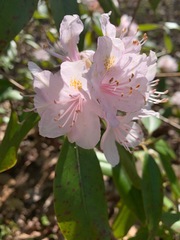 Rhododendron carolinianum