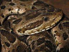 Bothrops neuwiedi