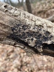 Hysterium angustatum