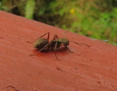 Dolichoderus bispinosus