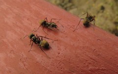 Dolichoderus bispinosus