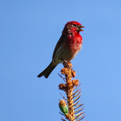 Haemorhous mexicanus