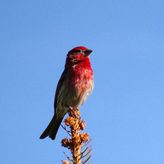 Haemorhous mexicanus