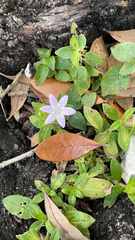 Richardia grandiflora