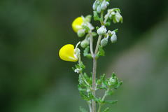 Calceolaria tripartita
