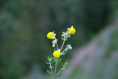 Calceolaria tripartita