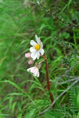 Begonia octopetala