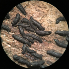 Hysterium angustatum