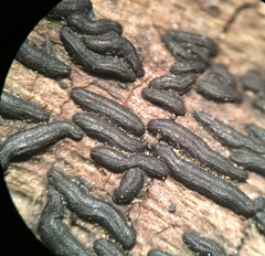 Hysterium angustatum