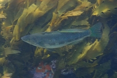 Odax pullus