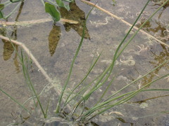 Sagittaria chapmanii image