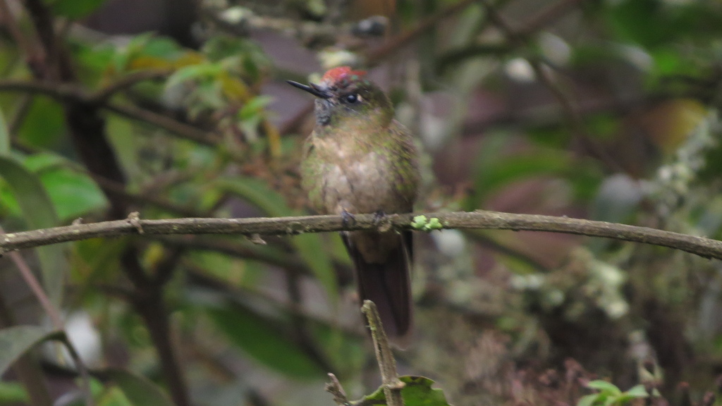 Rufous-capped Thornbill