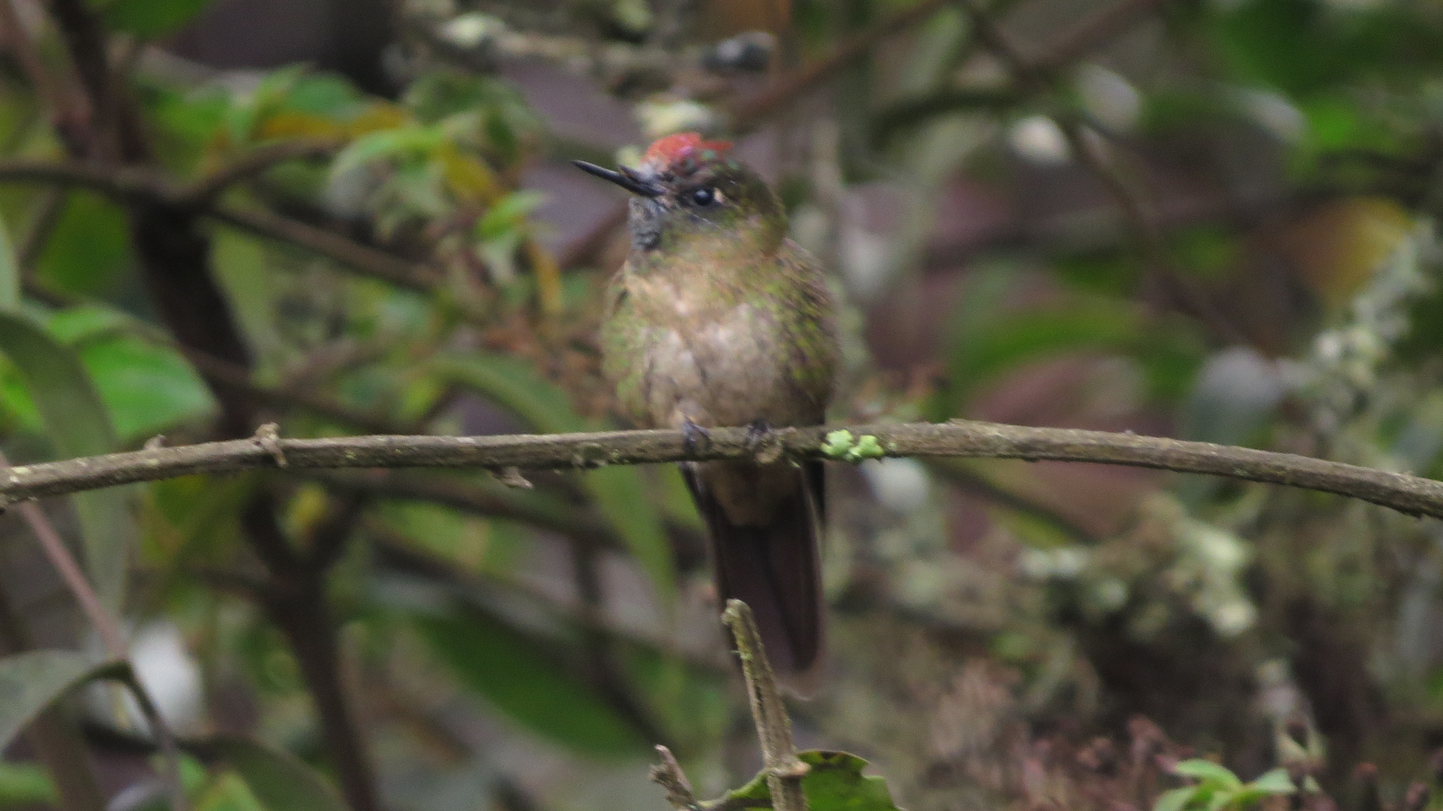 Rufous-capped Thornbill (Chalcostigma ruficeps), photo 7