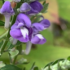 Scutellaria incana